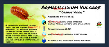 Armadillidium Vulgare Orange Vigor Isopod Bin Label
